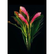 Exotic Bouquets - Pink Ginger Bouquet